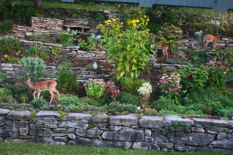 Deer in the driveway garden