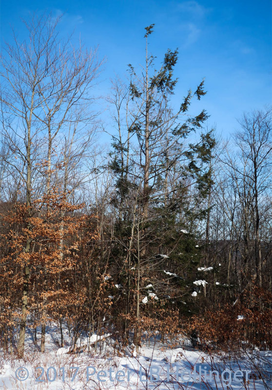 Porcupine-eaten hemlock tree