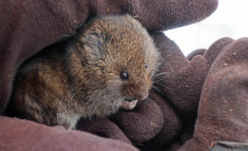 Vole from Compost Bin