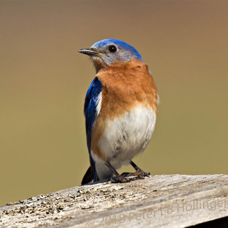 Bluebird defending box