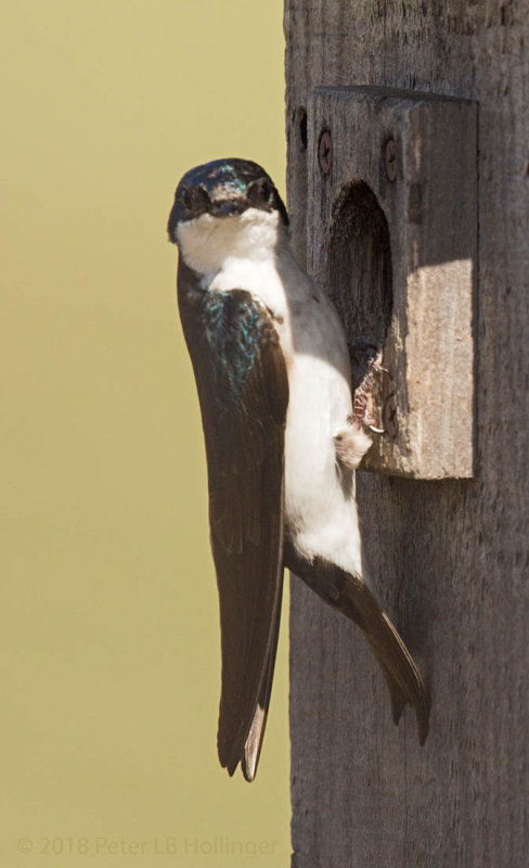 Swallow Looking