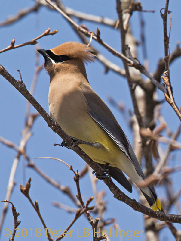 Cedar Waxwing