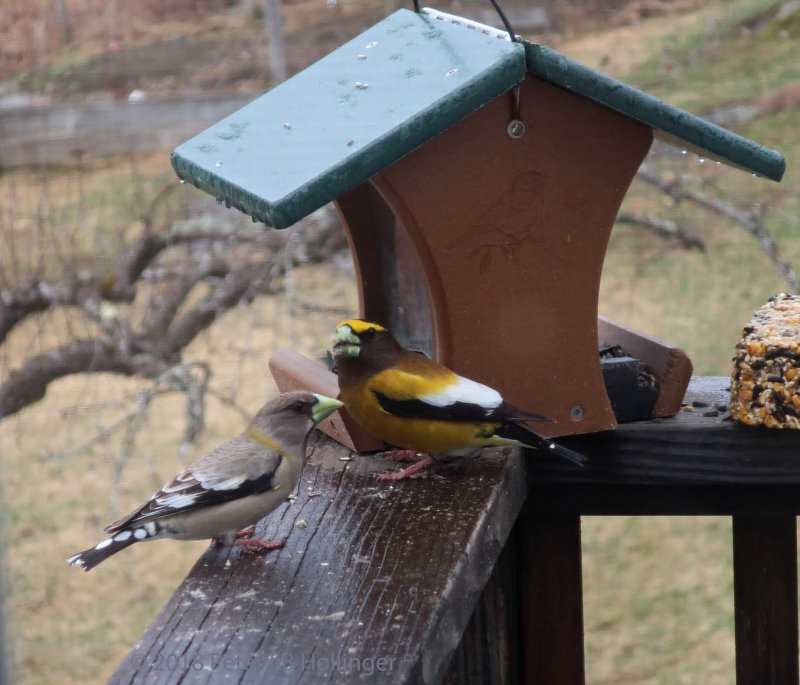 Evening Grosbeak Female and Male