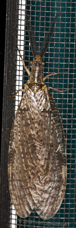 Spring Fishfly (Chauliodes rastricornis)