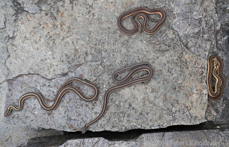 Garter snakes under rug 
