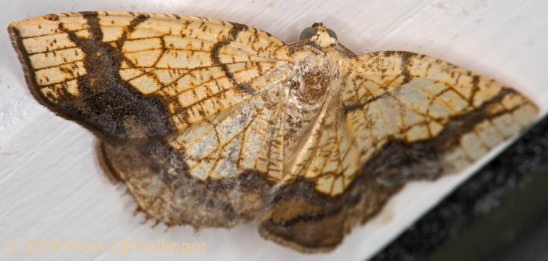 Horned Spanworm Moth  (Nematocampa resistaria)