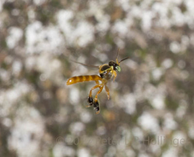 Stingless bee flying