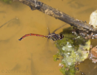 Darner laying eggs in puddle
