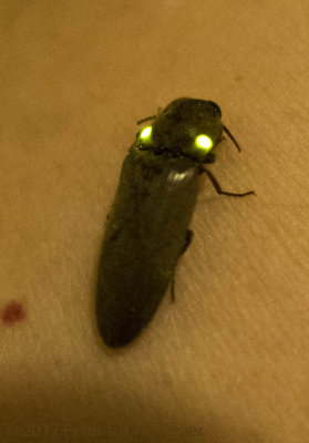Fire beetle click beetle <i>Pyrophorus</i>