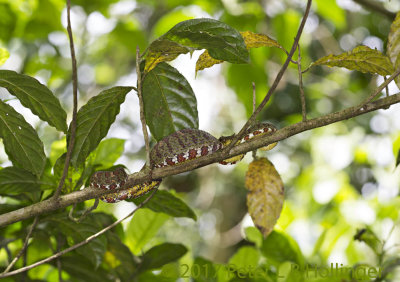 Eyelash pit viper (<i>Bothriechis schlegelii</i>)