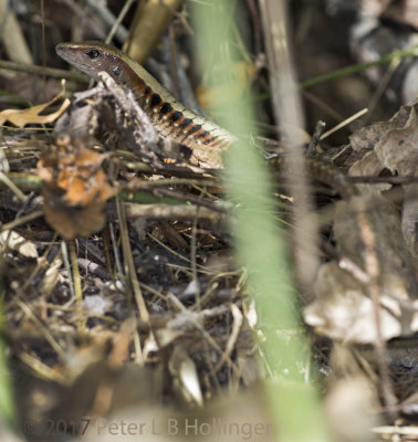 Panamanian whiptail (<i>Ameiva leptophrys</i>)