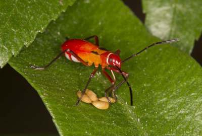 Bug nymph sucking seeds