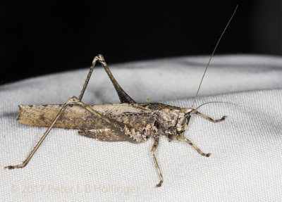 Brown Katydid