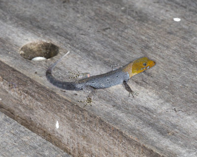 Yellow-headed gecko (<i>Gonatodes albogularis</i>)