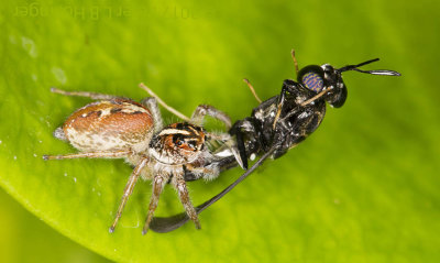 Jumper (<i>Frigga pratensis</i>?) with Soldier Fly (<i>Hermetia illucens</i>?)