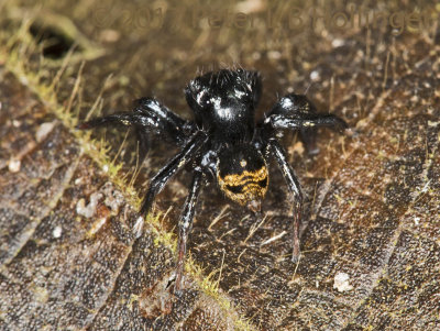 Black with gold rear jumper