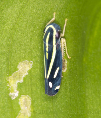 blue-and-yellow leafhopper