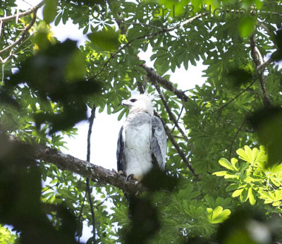 Harpy Eagle (<i>Harpia harpyja</i>) chick (~1.5yr)