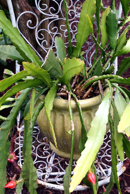Cactus pot on chair.