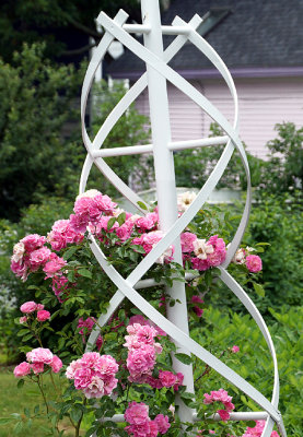 Helical trellis with roses.