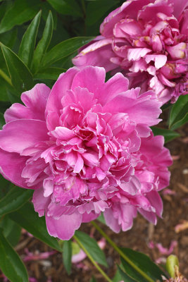 Pink peonies.