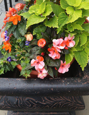 Planter with mixed flowers.
