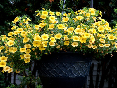 Planter with yellow petunias.