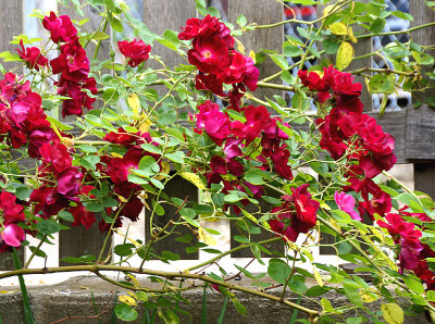 Spray of red roses.