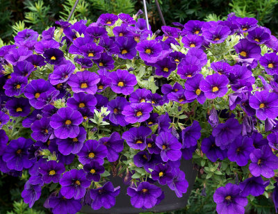 Planter with purple petunias.