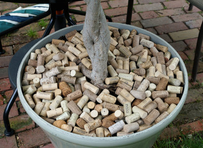 Wine corks as decorative mulch.