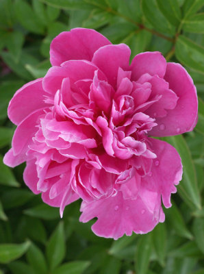 Pink peony.