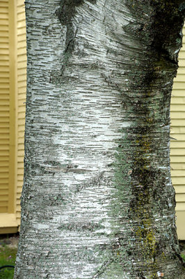 Birch bark detail.