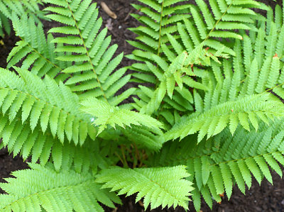 Ferns.