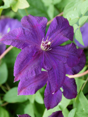 Purple clematis.