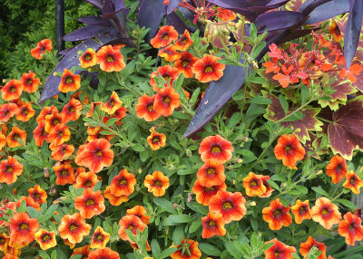 Orange petunia planter.