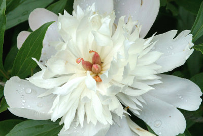 White peony.