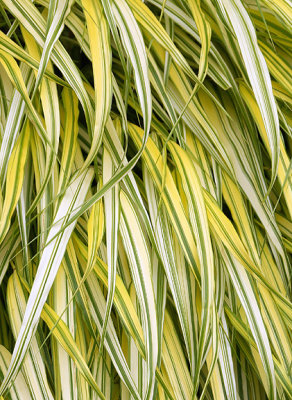 Ribbon grass.