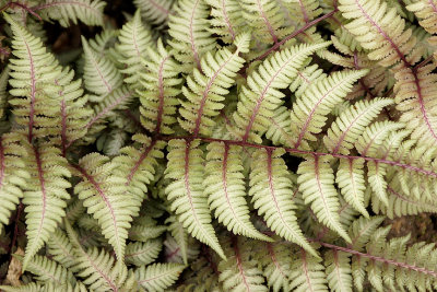 Japanese painted fern.