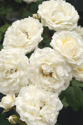 White roses.