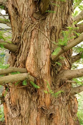 Dawn redwood (Metasequoia).