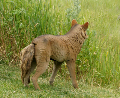Fox decoy.
