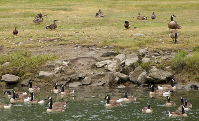 Neighboring geese.