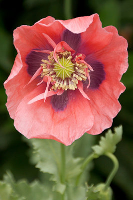 Langdon gardens - poppy.
