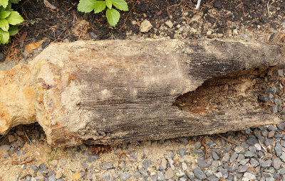 Wooden water pipe from Pleasant Street.