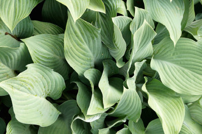 Hosta leaves.