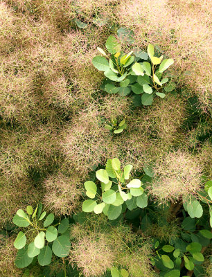 Langdon gardens - smoke bush.