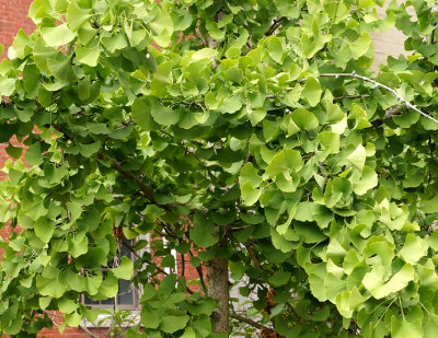 Gingko tree.