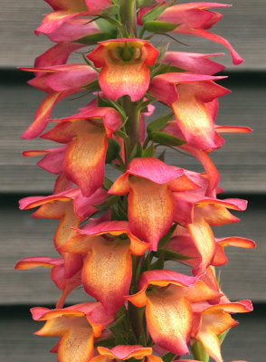 Digiplexis Flame foxglove.
