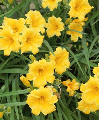 Between gardens 7 & 8 - lemon lilies.