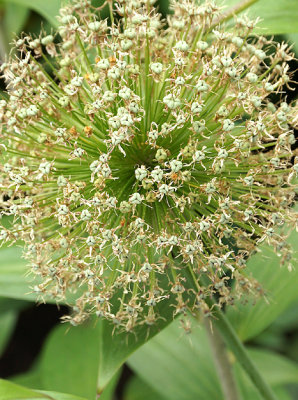 Allium seed head.